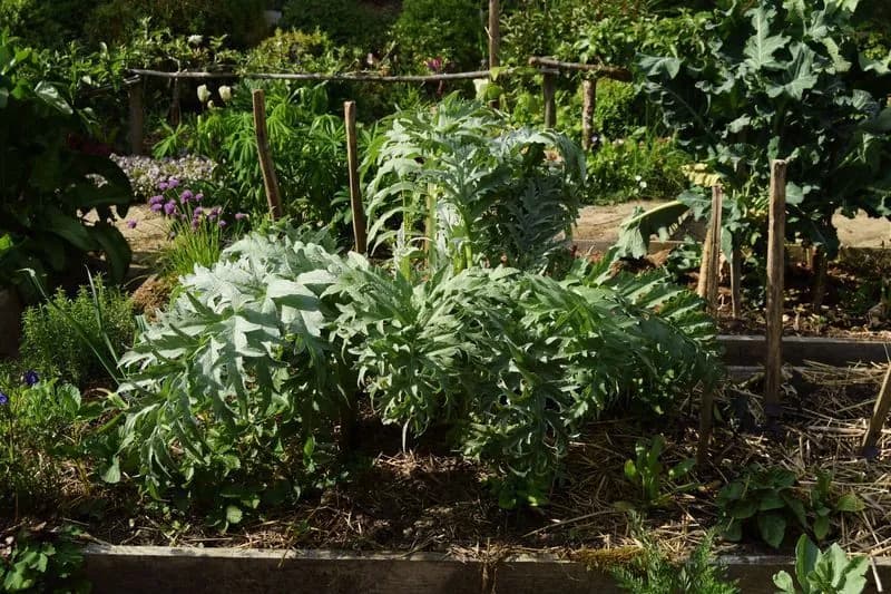 Cynara cardunculus - Photo 9 sur 12