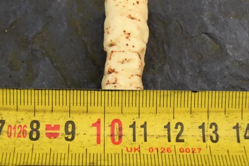 Sium sisarum - Photo 11 sur 14