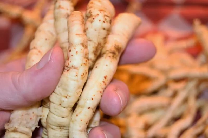 Sium sisarum - Photo 12 sur 14