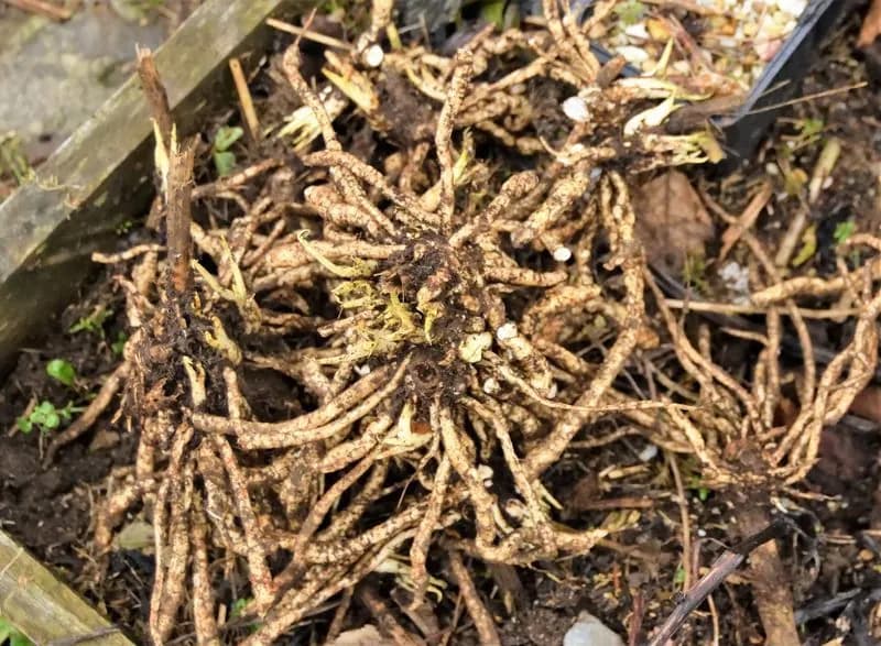 Sium sisarum - Photo 2 sur 14