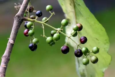 Photo de Makomako, Wineberry (Aristotelia serrata), Canopée