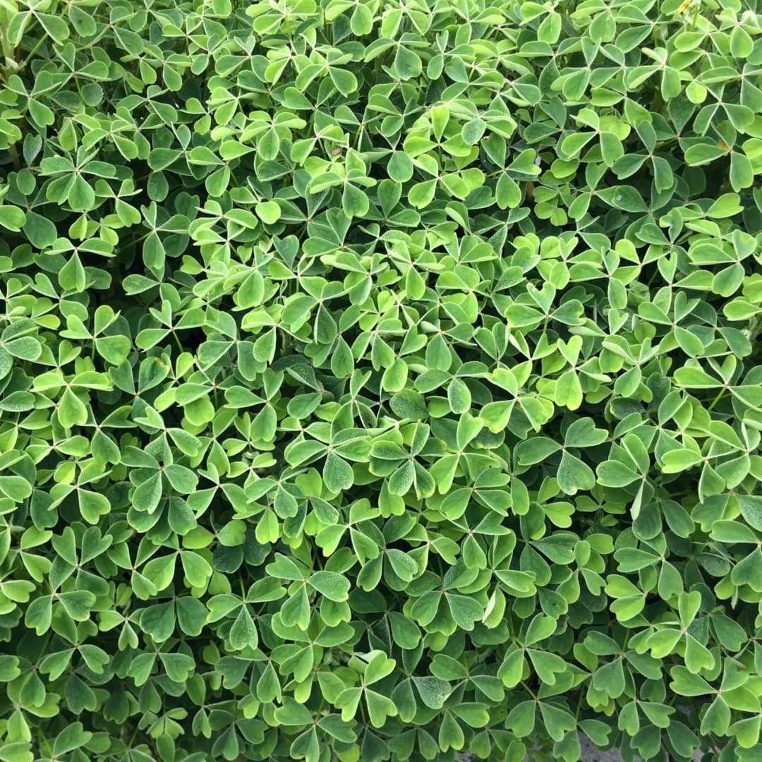 Oxalis tuberosa - Photo 7 sur 7