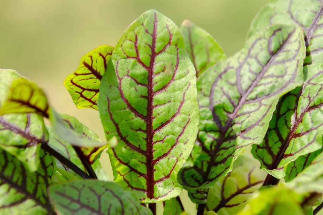 Rumex patienta - Photo 3 sur 3