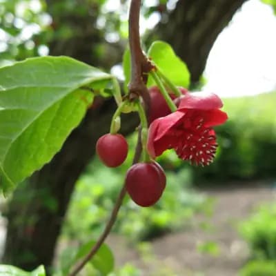 Photo de Schisandra à fleurs rouges (Schisandra rubriflora), Grimpante