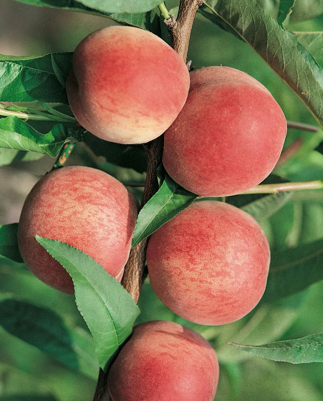 Prunus persica Pêcher 'Grosse mignonne' - Photo 1 sur 1