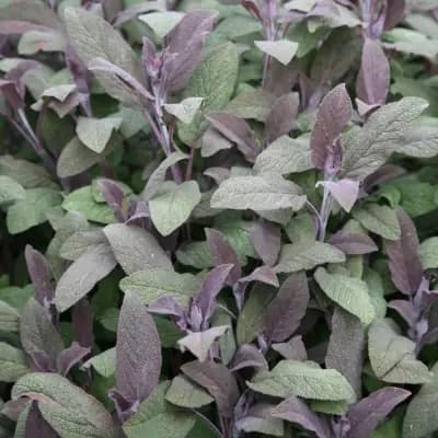 Photo de Sauge (Salvia officinalis), Couvre-sol