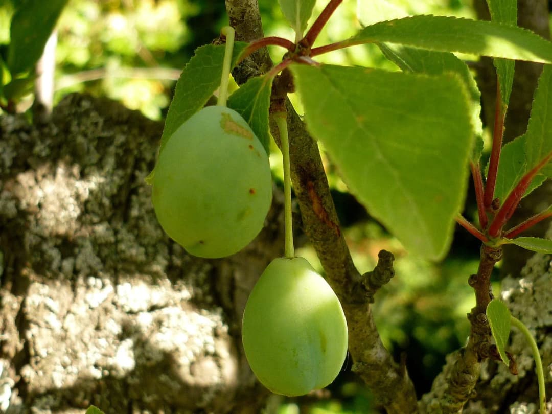 Prunus domestica Prunier Ste Catherine - Photo 3 sur 3