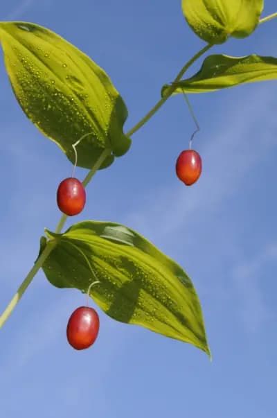 Photo de Sceau-de-Salomon noueux, Streptope à feuilles embrassantes (Streptopus amplexifolius), Arbuste