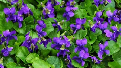 Photo de Violette odorante (Viola odorata), Couvre-sol