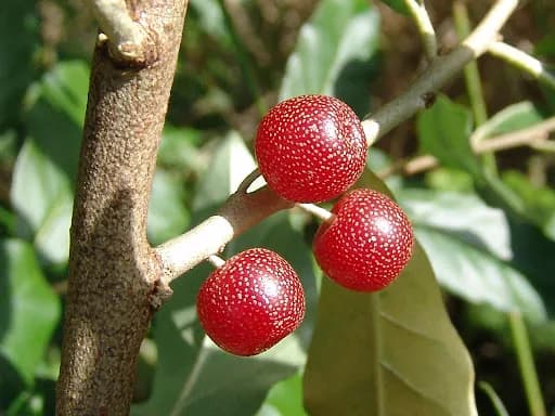 Elaeagnus multiflora - Photo 1 sur 5