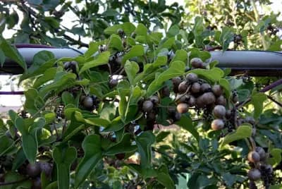 Photo de Igname du Japon (Dioscorea japonica), Rhizosphère