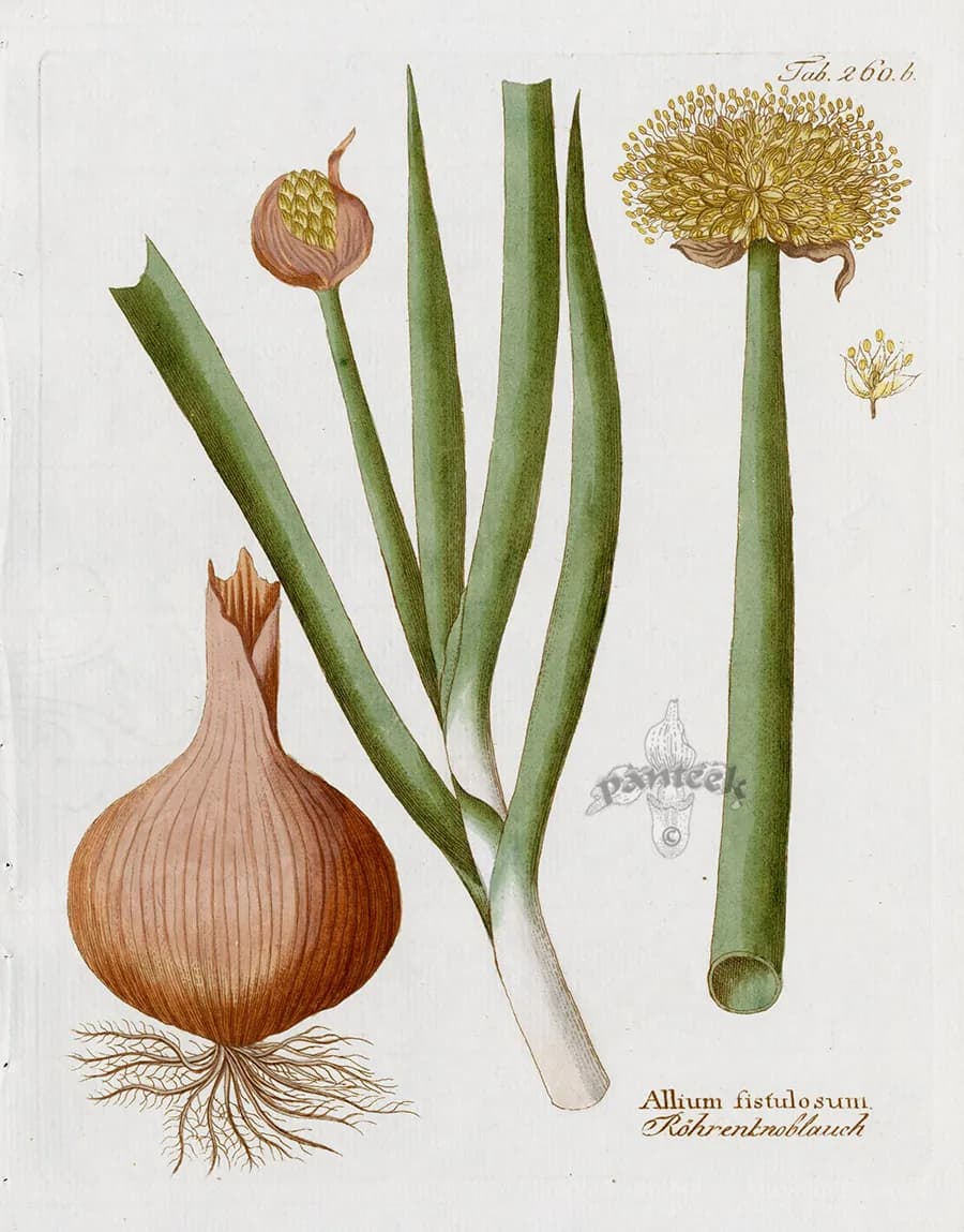 Allium fistulosum - Photo 3 sur 4