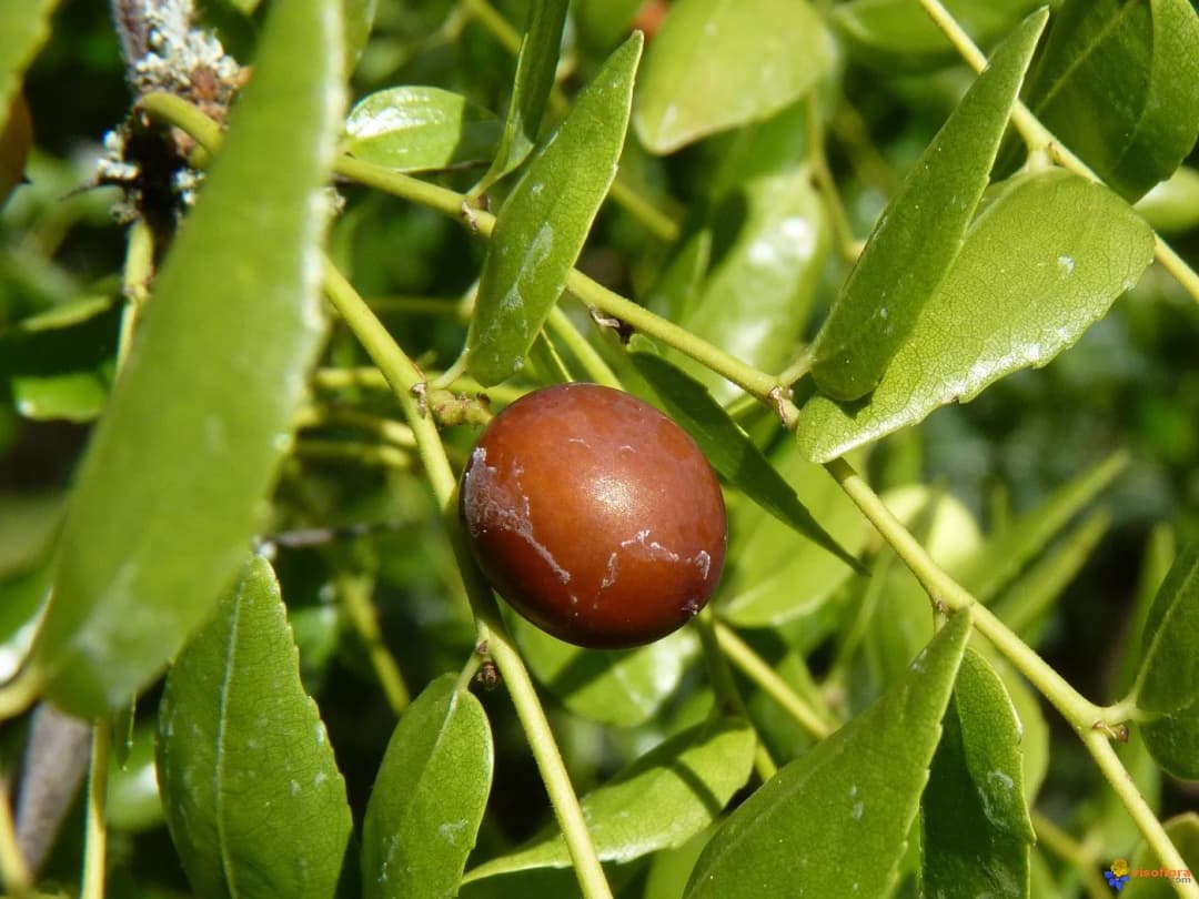 Ziziphus jujuba - Photo 1 sur 5