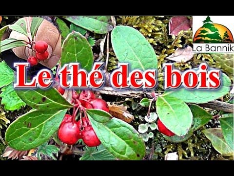 Gaultheria procumbens - Video 1