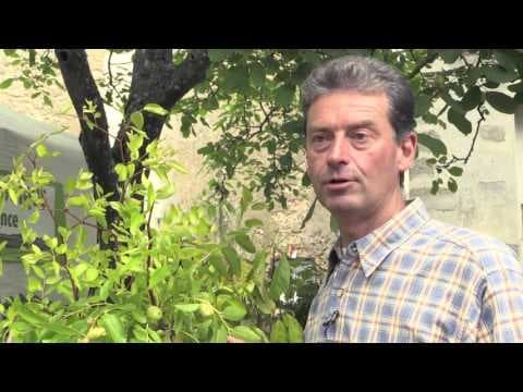 Ziziphus jujuba - Video 1