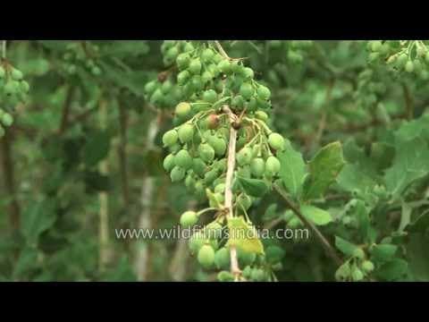 Berberis aristata - Video 1