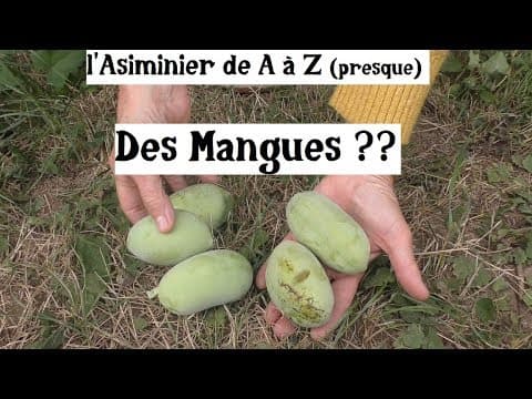 Asimina triloba - Video 1