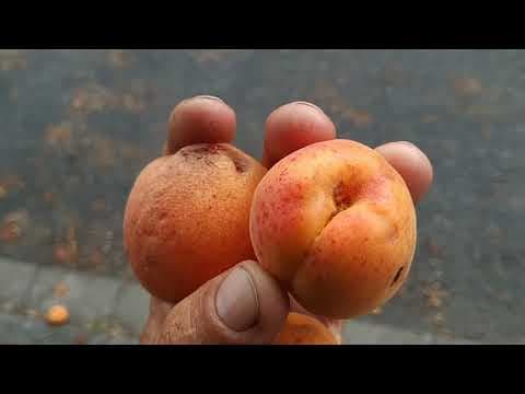 Prunus armeniaca "Abricotier des Hunzas" - Video 1