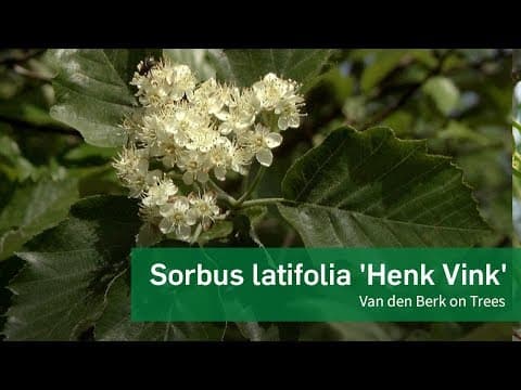 Sorbus latifolia - Video 1
