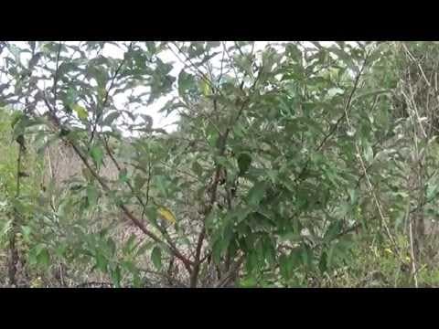 Elaeagnus umbellata - Video 1