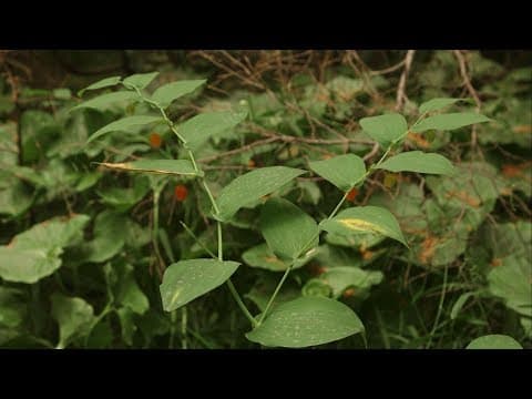 Streptopus amplexifolius - Video 1