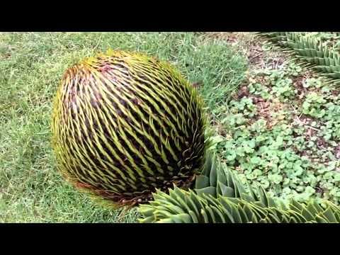 Araucaria araucana - Video 1