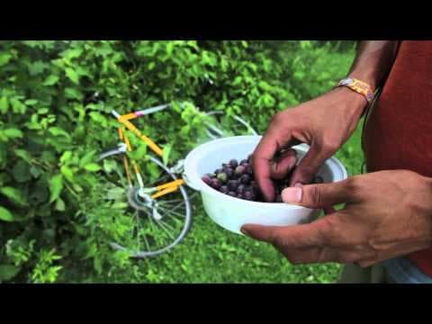 Vitis riparia - Video 1