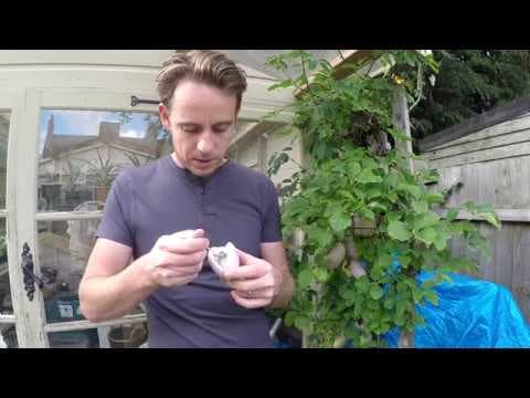 Akebia trifoliata - Video 1