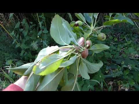 Malus sieversii - Video 1