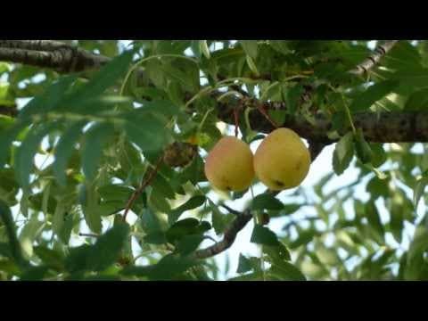 Sorbus domestica - Video 1