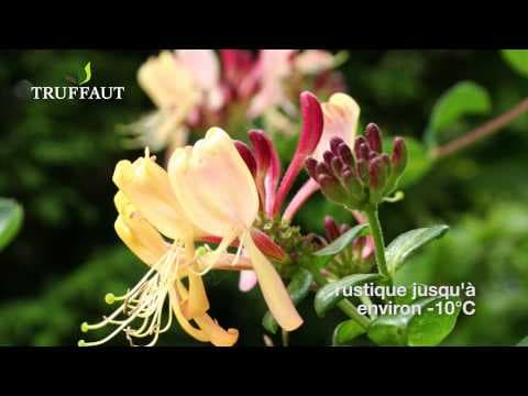Lonicera angustifolia - Video 1