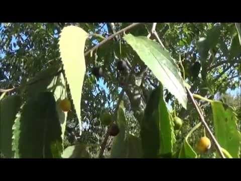 Celtis australis - Video 1