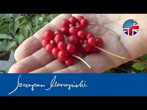 Schisandra chinensis - Video 1