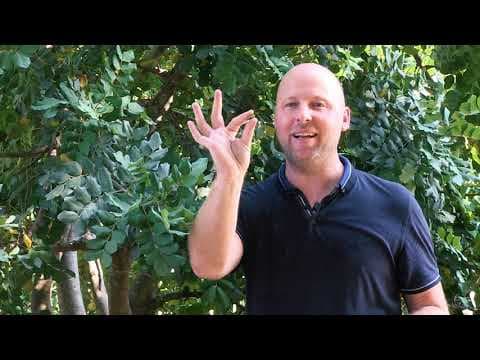 Ceratonia siliqua - Video 1