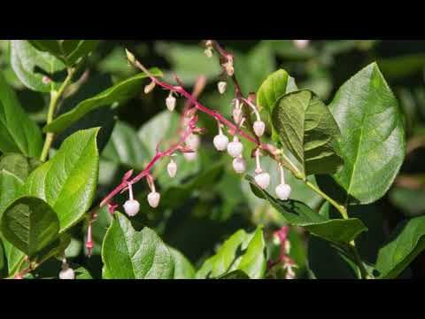 Gaultheria shallon - Video 1
