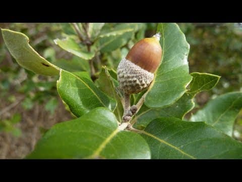 Quercus ilex ballota (Chêne vert doux) 'Valenciana dulce' - Video 1