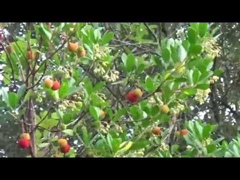 Arbutus unedo - Video 1