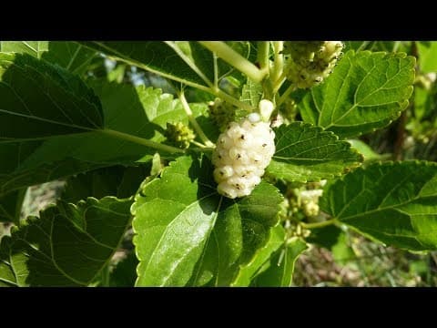 Morus alba tatarica - Video 1