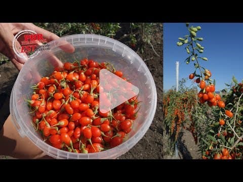 Lycium barbarum - Video 1