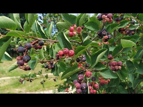 Amelanchier lamarckii - Video 1