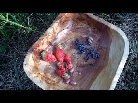 Lonicera caerulea borealis - Video 1