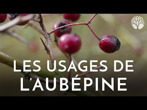 Crataegus sp. - Video 1