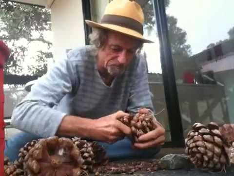 Pinus koraiensis - Video 1
