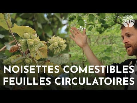 Corylus avellana - Video 1