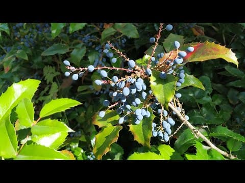 Mahonia aquifolium - Video 1