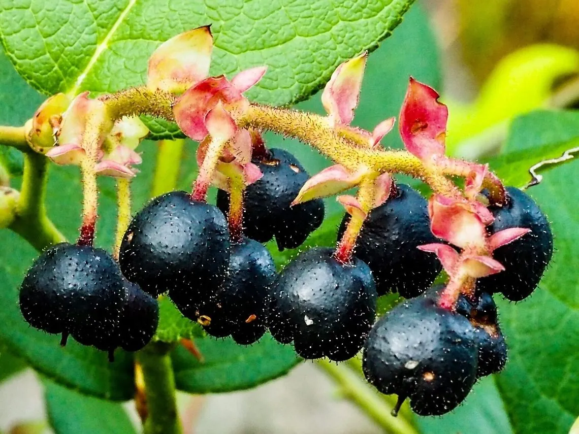 Gaultheria shallon (Gaulthérie shallon, Palommier) | La Forêt Comestible