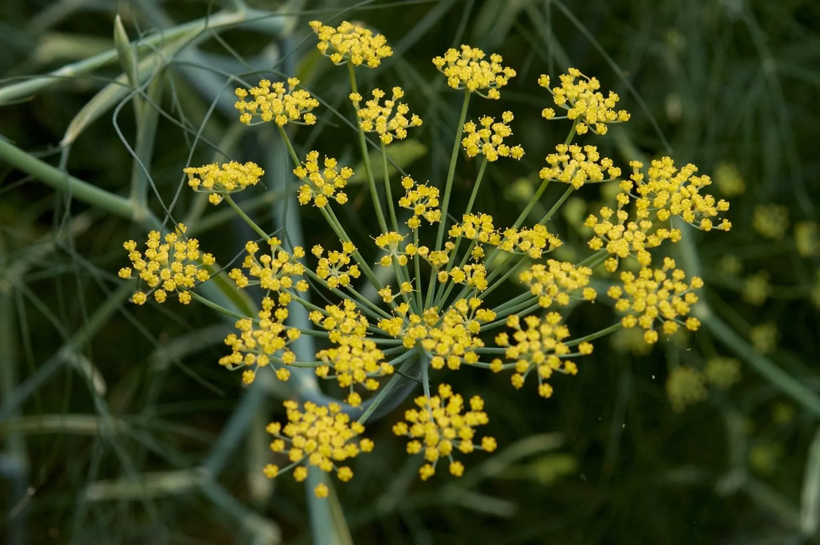 foeniculum-vulgare-fenouil-vert-ou-bronze-sauvage-la-for-t-comestible